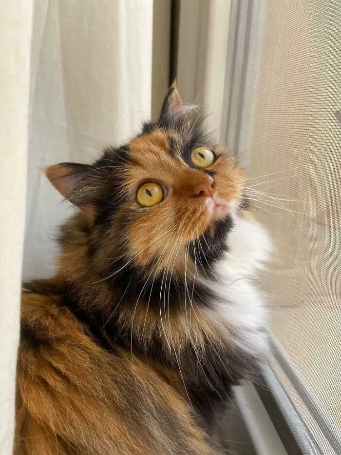 Took A Break From Bird-Watching. Beautiful Bella
