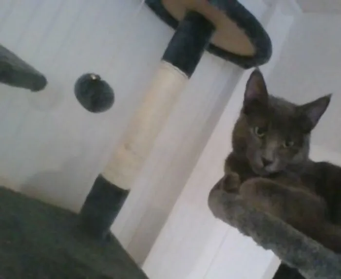 This Is Kaidou The Cat Hes Cute Or Whatever