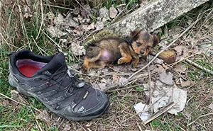 Pup Was Using A Shoe As A Shelter Until This Man Saved Him And Gave Him A Home