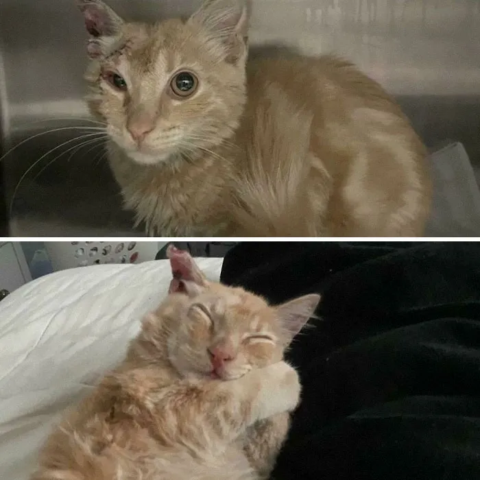 Antes y después de ser adoptado. Este es Louie