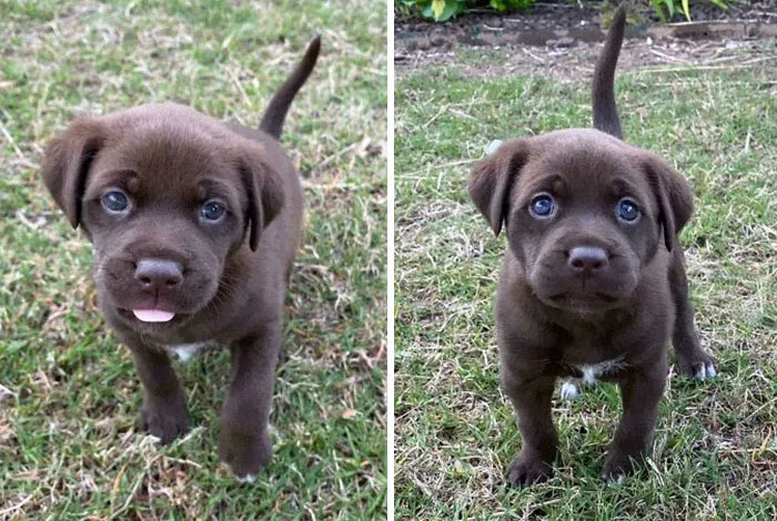 My Very 1st Foster Puppy, Wendy