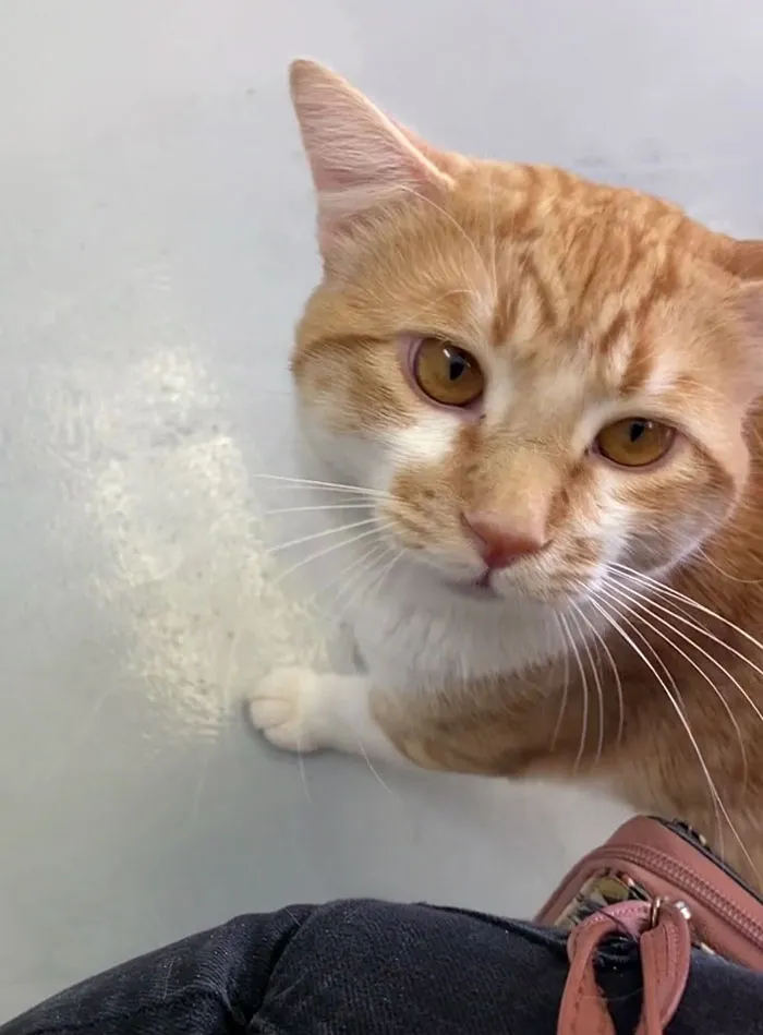I’ve Been Thinking Of Getting A Kitty For A While This’ll Be My First Time Adopting