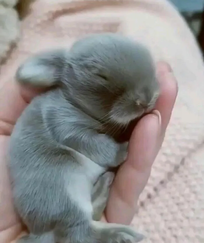 Apuesto que nunca han visto un conejo recién nacido