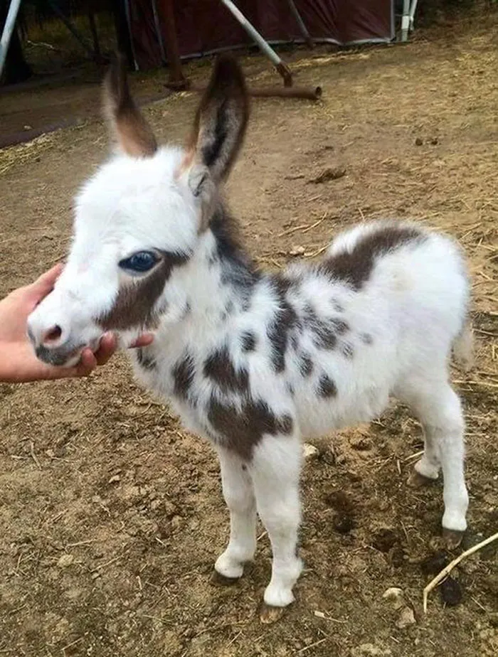 Ok Where Do I Get One Of These?