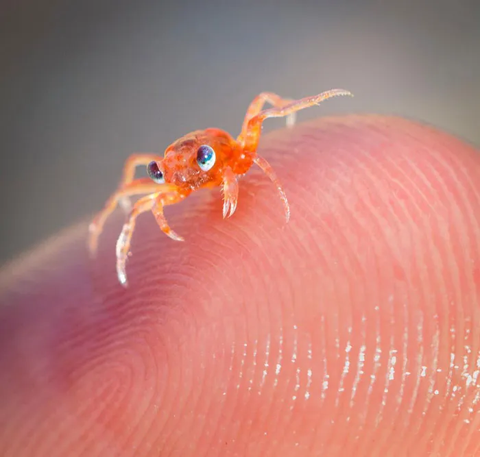 Un adorable cangrejo bebé 
