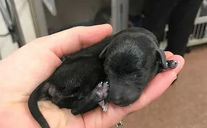 50 Adorable Baby Animals To Make Your Day