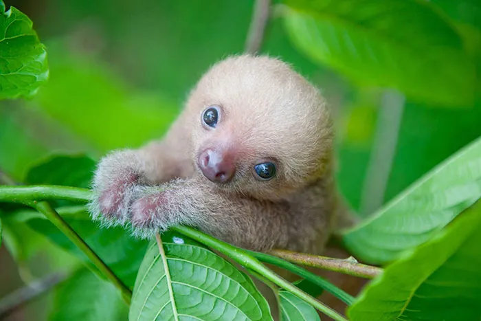 Un tierno perezoso bebé