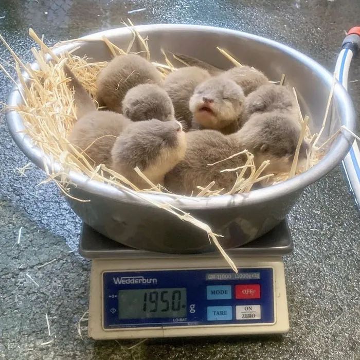 Un tazón de nutrias bebés