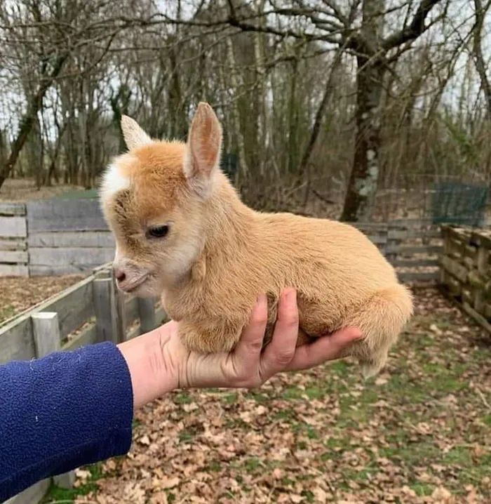 Este tierno cabrito bebé
