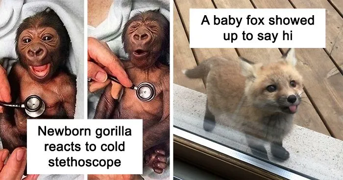 50 Adorable Baby Animals To Make Your Day