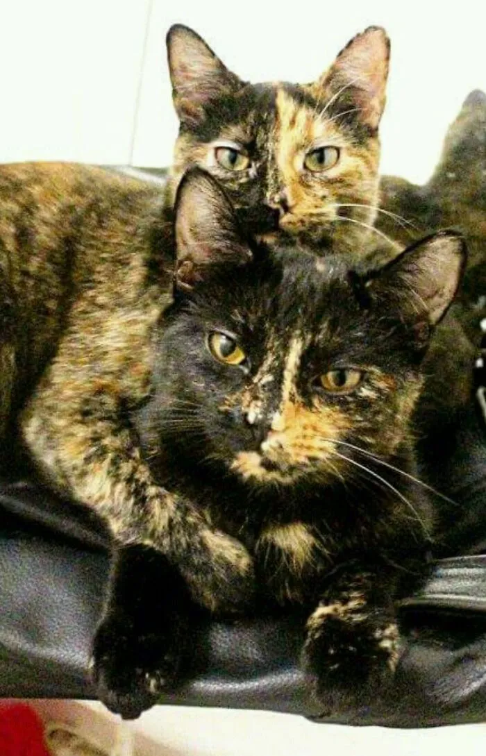 Sas And Giz