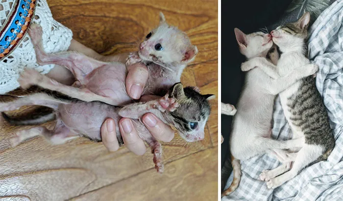 The Day I Found Them Abandoned In A Cardboard Box, 1 Month, 2 Months And Likely Half Their Body Weight Of Worms Later