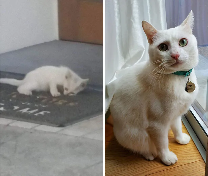 Found Him Dehydrated In The High Summer Heat. Didn't Plan On Keeping Him Initially But A Few Years Later And I Can Never Leave Him!