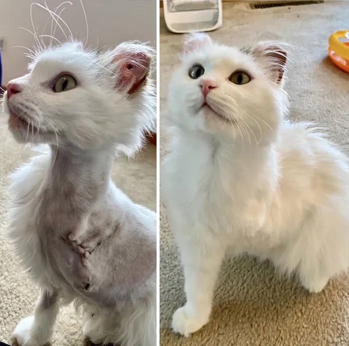 Hazel Was A Stray Who Was Rescued After Being Caught In A Steel Trap For An Estimated 5 Days. She Lost Her Leg But Found Her Home With Me! This Is 8 Weeks After Coming Home