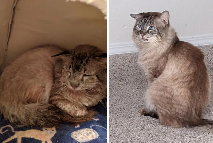 This Poor 10 Y/O Little Man Took A Year To Go From Brutalized To Healthy And Active