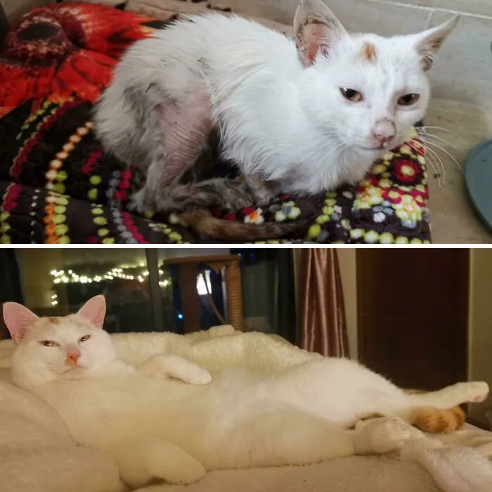 10 Months Ago I Found This Little Guy Abandoned And Starving, Now He's A Pampered Little Prince