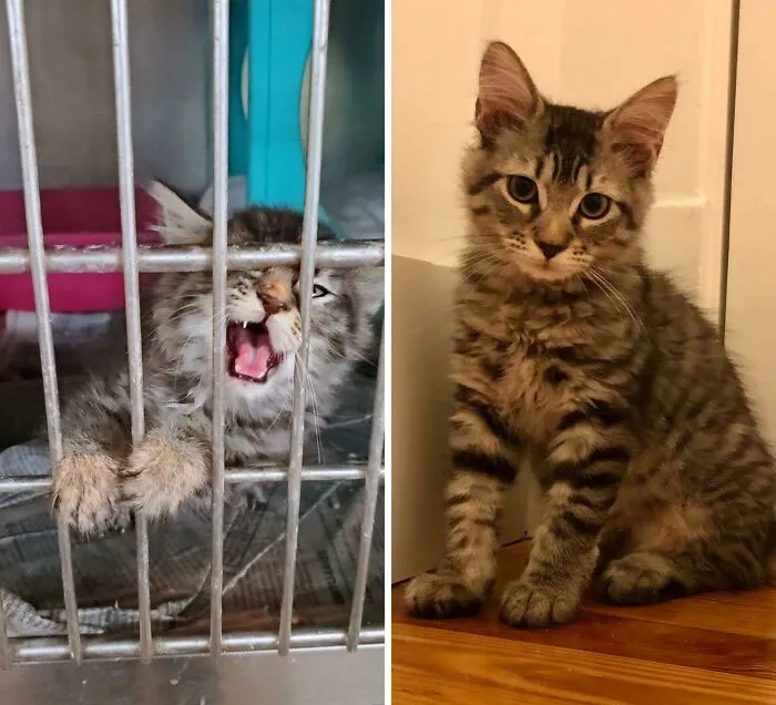 Our Maine Coon Kitten Hemingway’s Shelter Picture Compared To One Week After Bringing Him Home
