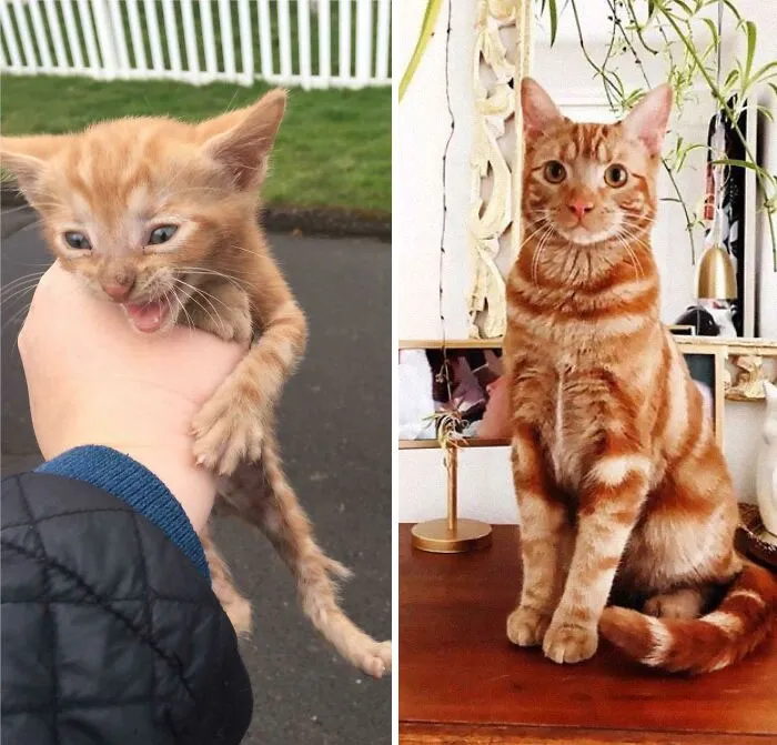 Parker, The Sickly Stray 5 Week Old Kitten I Found In A Parking Lot At Work Three Years Ago