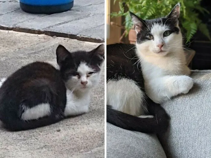 Oreo Almost 2 Years Ago vs. Today (Adopted Nov 2019)