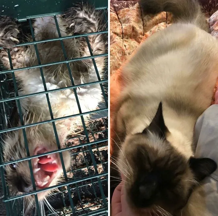 I Trapped Sushi When He Was 17 Weeks Old With An Infected Neck Wound. 8 Months Later, Love And Patience Have Turned My Former Feral Into A Cuddle-Loving Cat