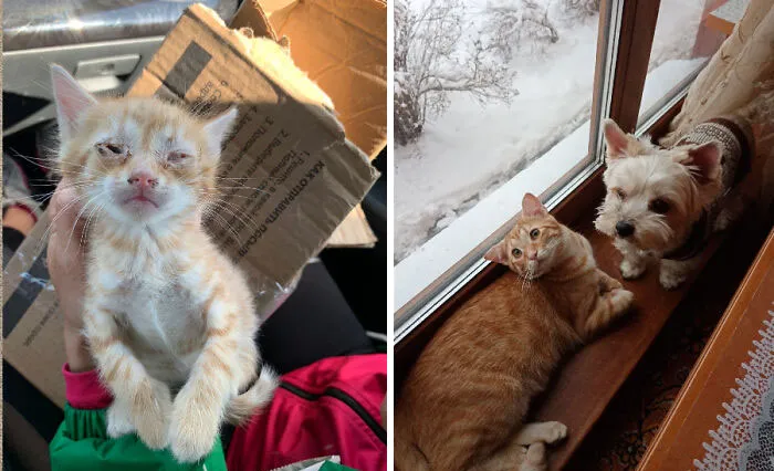 I Found This Kitten Last Summer In A Sealed Box Near The Road We Rode