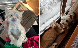 This Online Community Shares Before And After Adoption Pics, Shows How Love And Care Changes Cats (30 New Pics)