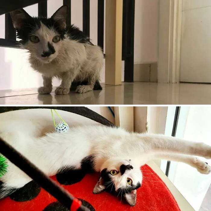 What Love And Tons Of Churu Can Do To A Street-Hardened Cat