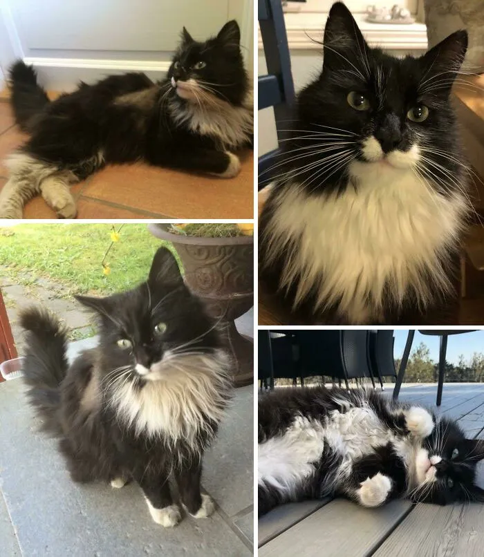 This Dirty But Charismatic Boy Started Hanging Around Outside Our House In The Spring Of 2017