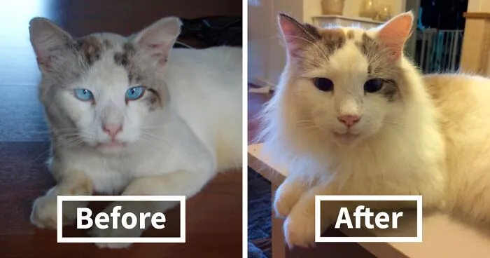 This Online Community Shares Before And After Adoption Pics, Shows How Love And Care Changes Cats (30 New Pics)