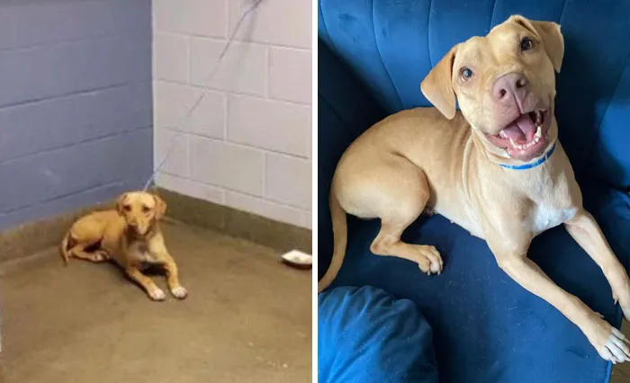 Shelter Photo vs. 2 Months At Home With Us  Best Decision We Ever Made. We Love You Moon!