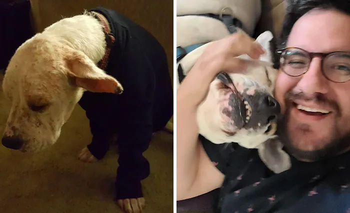 De un cachorro callejero con cicatrices e infecciones a un apuesto líder de la manada