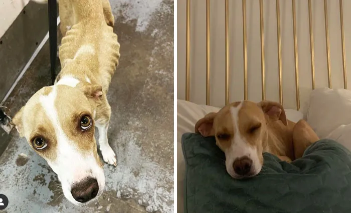 Abandonada en el refugio al borde de la inanición con cinco cachorros y el pecho lleno de perdigones
