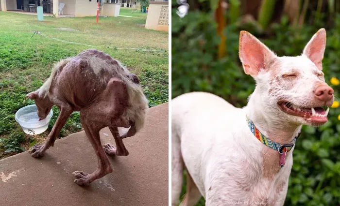 Lolita, la viajera desde Guam, salvada de las calles y recuperada.