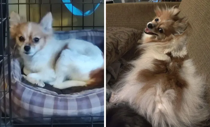 Sophie, Age 6, A Puppy Mill Rescue When I Adopted Her vs. Her A Year And A Half Later Full Of Fluff And Mischief