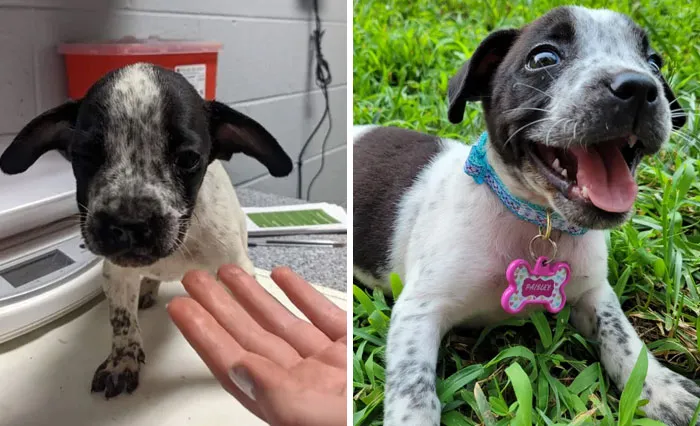 From In The Shelter And Scared Last Wednesday To Forever Home And Happy. Meet Paisley