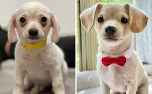 40 Photos Of Dogs Before And After Their Adoption That Might Melt Your Heart Away, As Shared On This Online Group (New Pics)