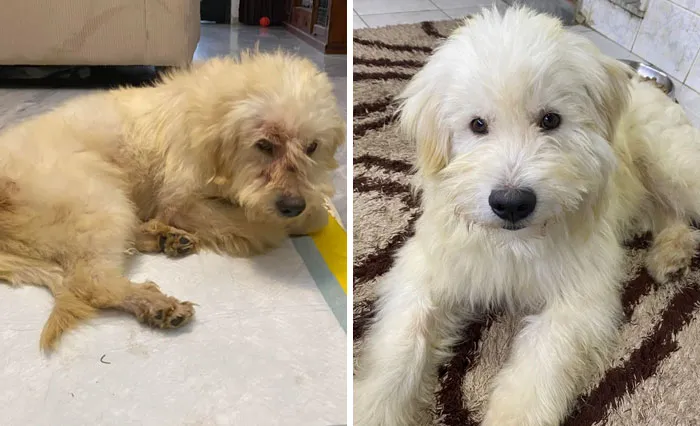 Teddy Was In A Shelter Before I Started Fostering Him