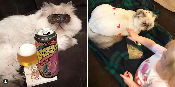 This Is Literally The Coolest Cat I’ve Ever Seen. If I Were That Kid I Would Not Put Another Sticker On Him Or He Might Sit There And Take It!