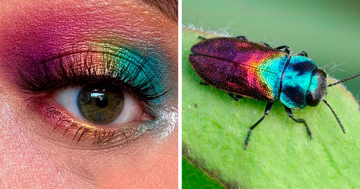 Esta artista mostró la belleza de los insectos con sus 20 estilos de maquillaje de ojos a juego