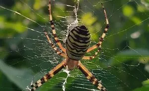 Hey Pandas, Share A Photo Of An Interesting Bug (Closed)
