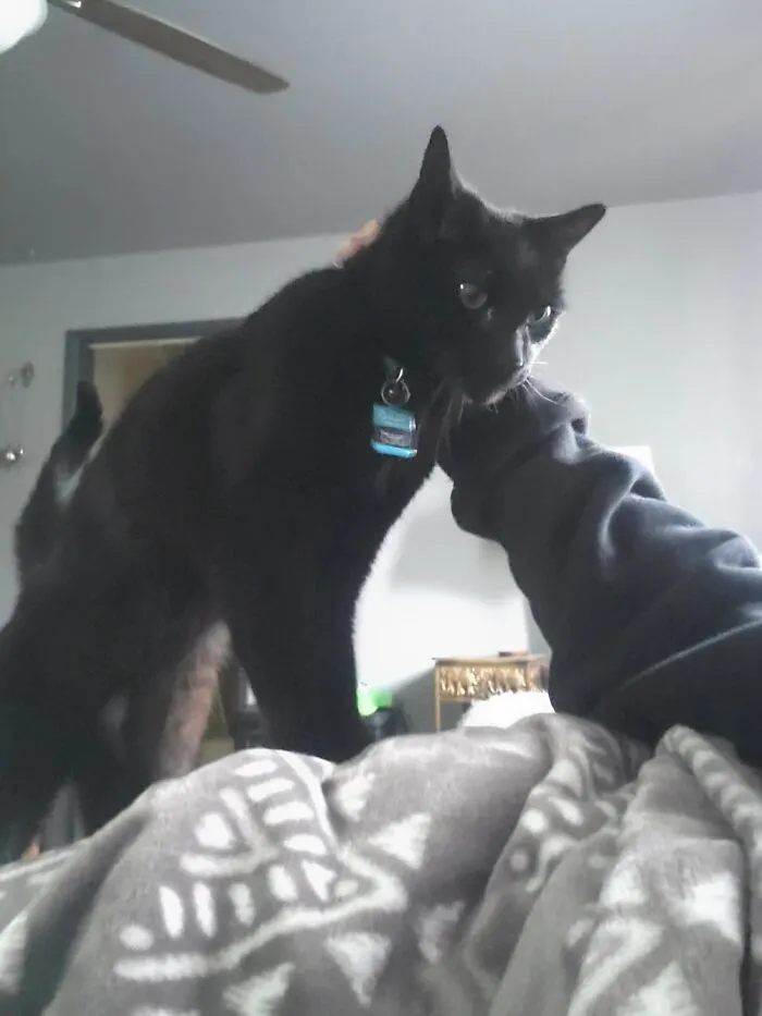 Chet. Waking Me Up,and Will Not Go Away,until Has Been Sufficiently Petted.