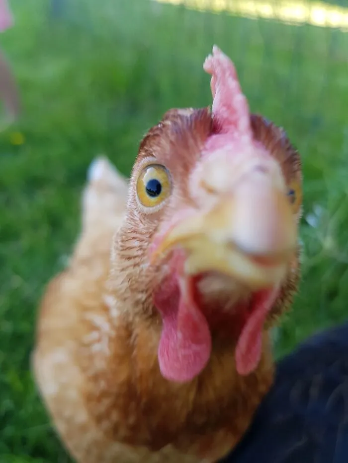 Hello!