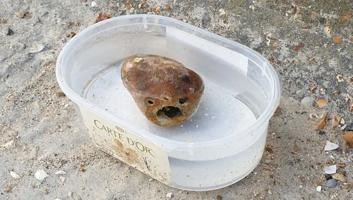 An Alien Rock Taking A Dip By The Sea