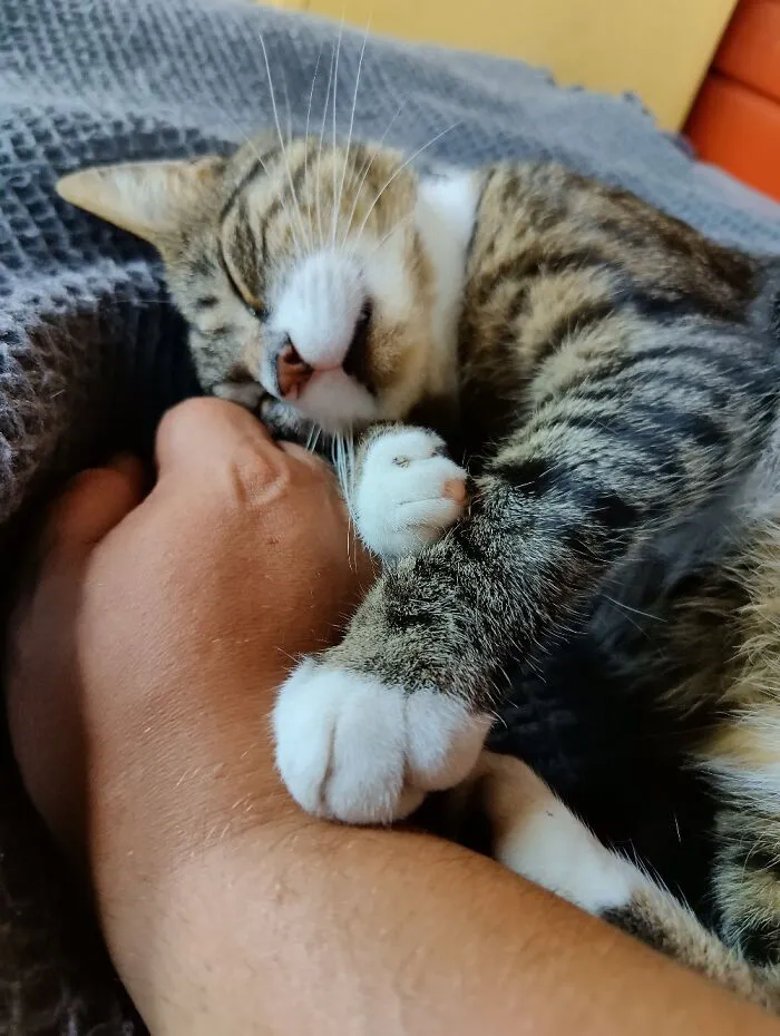 Afternoon Naps