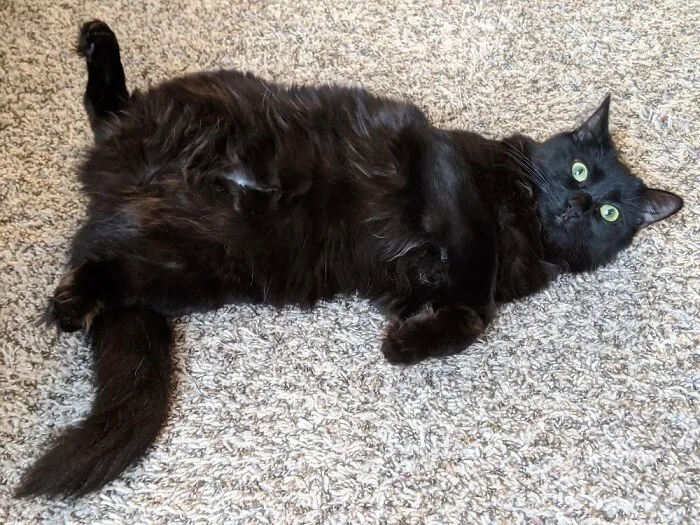Look At My Belly!