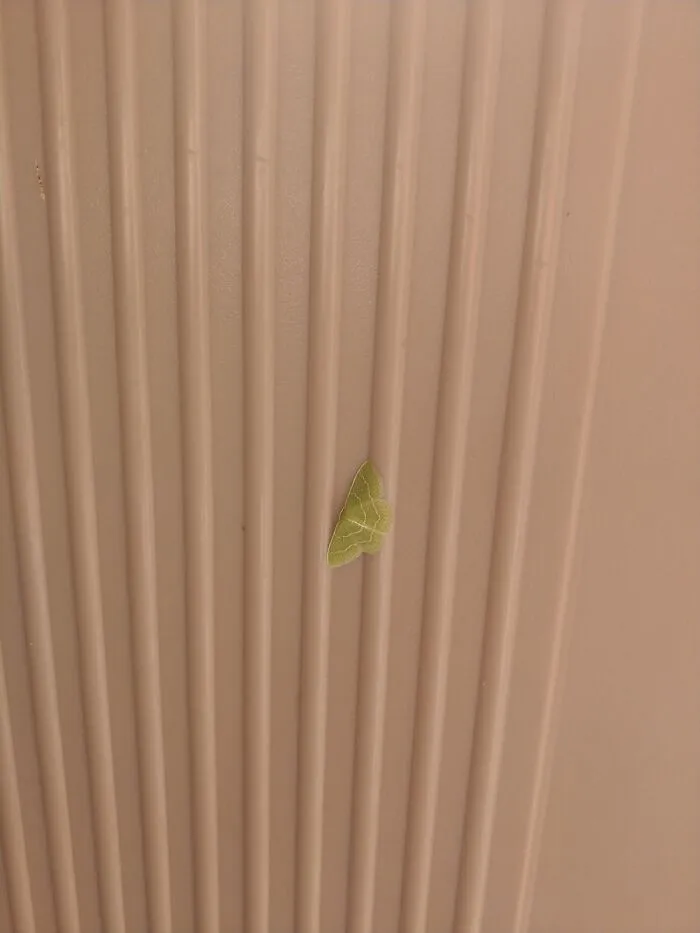 I Had Never Seen A Green One Before This
