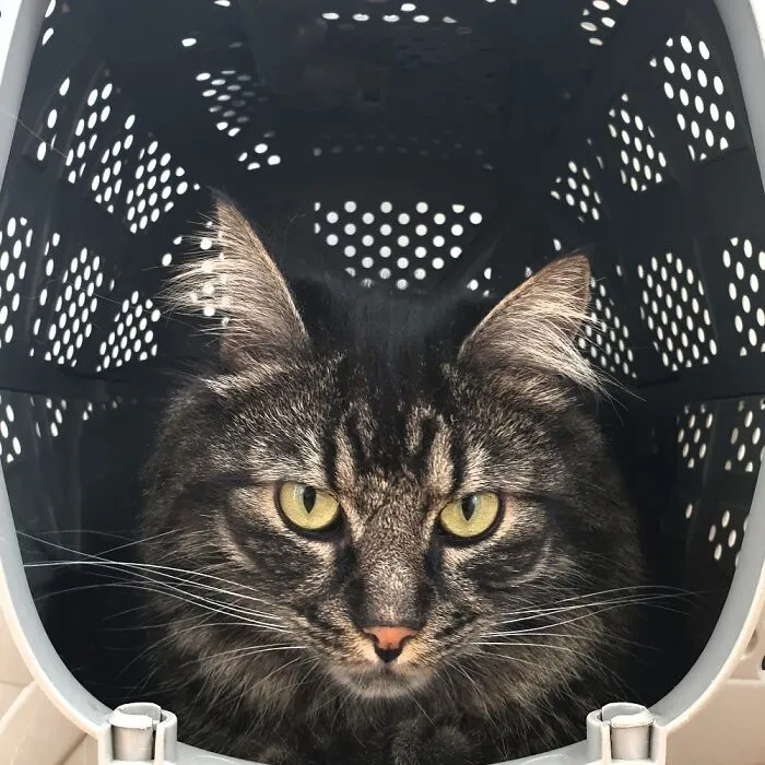 Fredi Resting In His Transporter But When He Has To Be Carried Somewhere You Can't Get Him In.