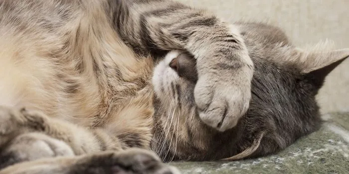 Let Me Sleep