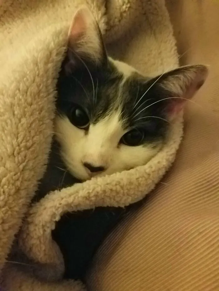 My Little Kirby
