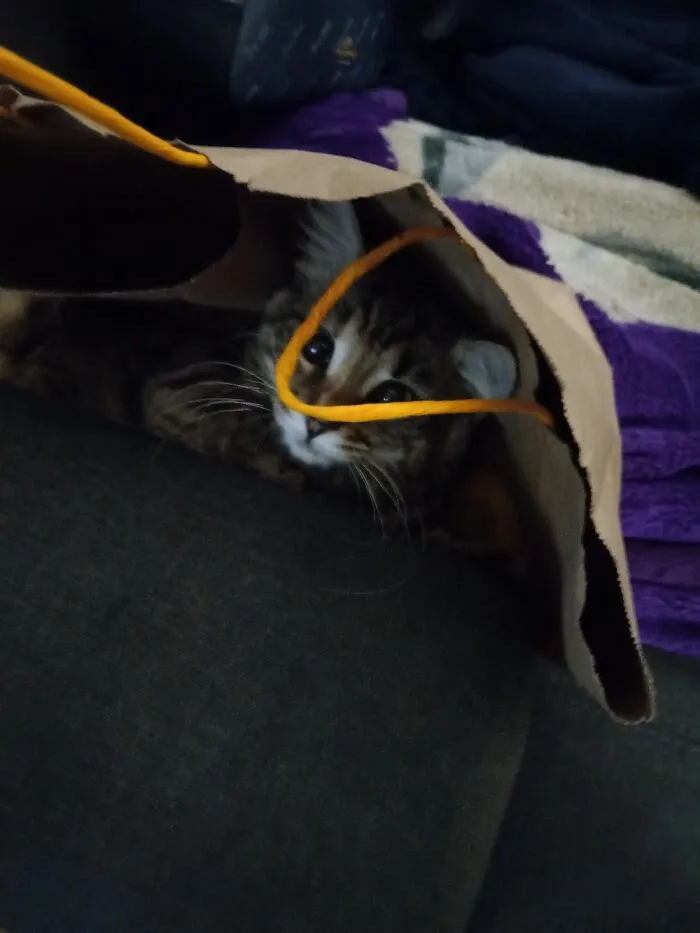 This Is My Baby Coco...she Has At Least 25 Cat Toys But Prefers A Paper Bag.